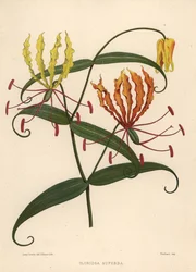 Flame Lily, Gloriosa Superba